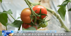 非洲姑娘正在田间地头感触感染中国农业现代化