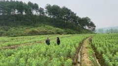 <b>菜地能够做什么项目赔本呢</b>